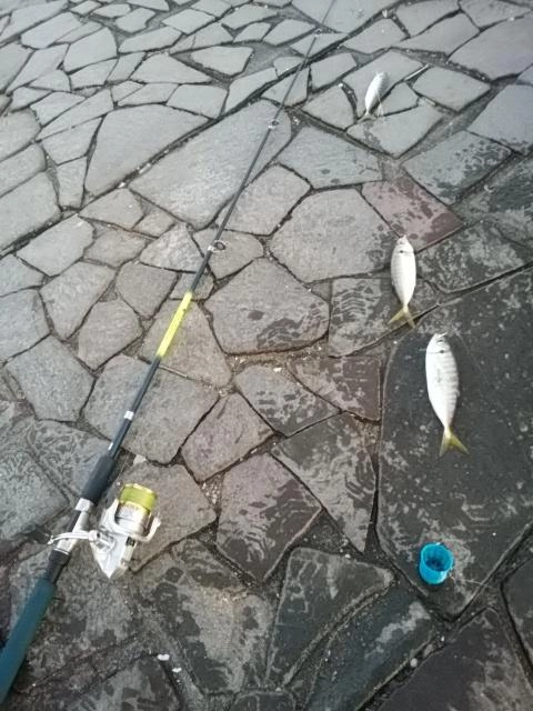 アジ3連がけ