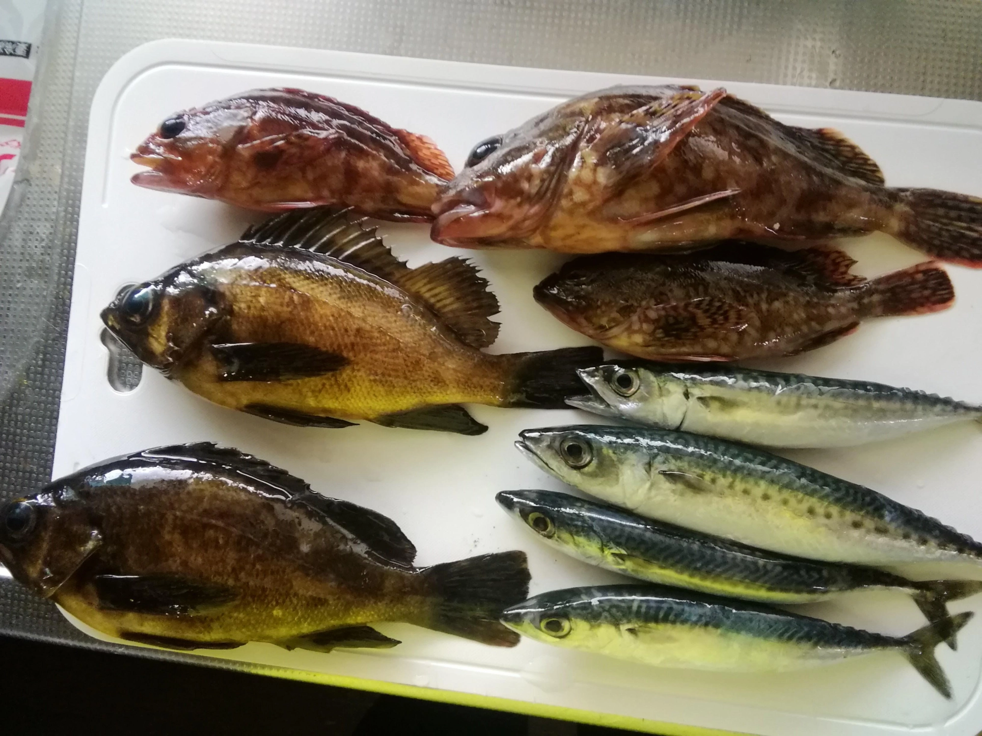 根魚中心にサビキにかかっちゃいました。サバがよかったかなあ？