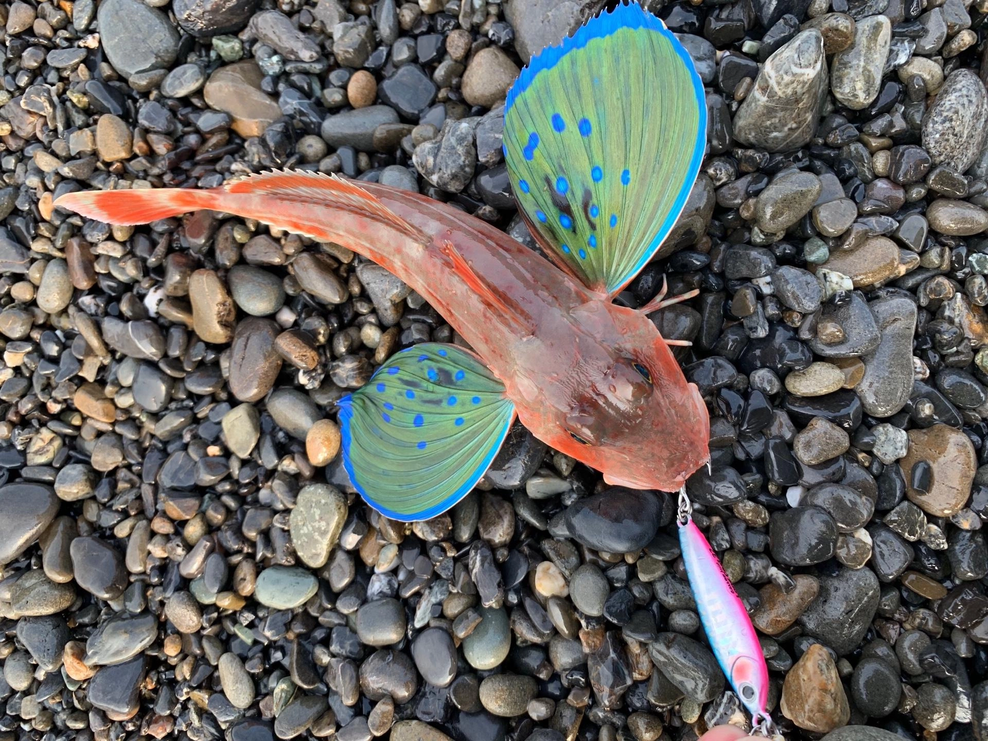 ホウボウもヒット！