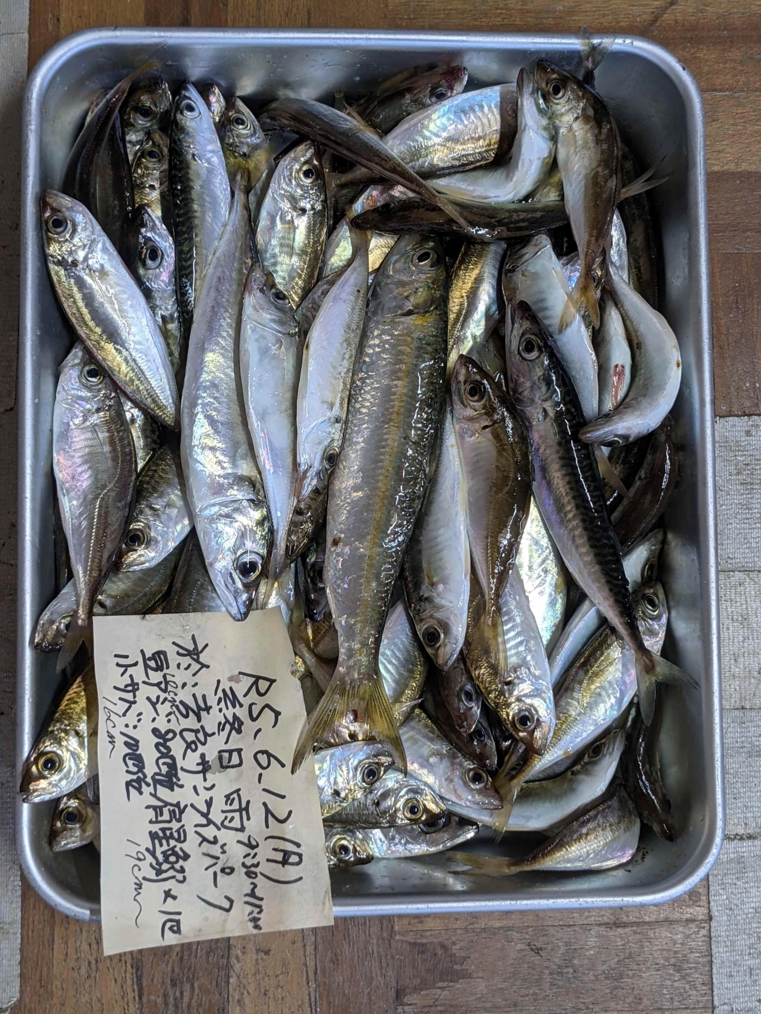マメサバ多数リリース
カッパ沁み仕方なくリタイア