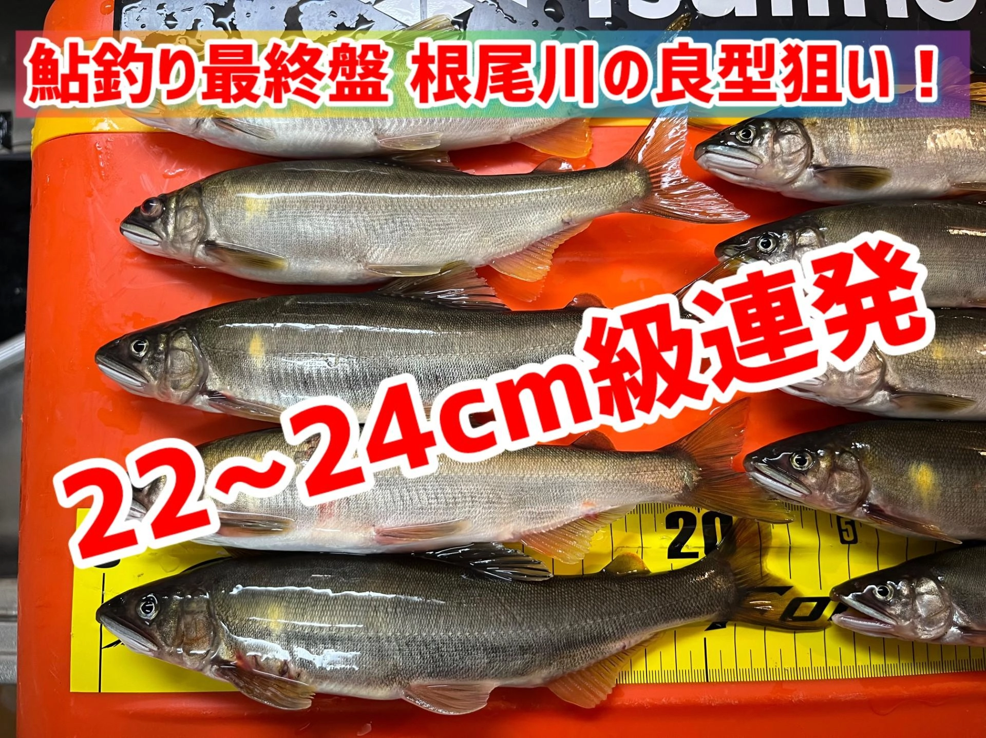 大特価市 出ました！今期初の25cm！ 釣り情報サイト | 釣具のイシグロ | タモ