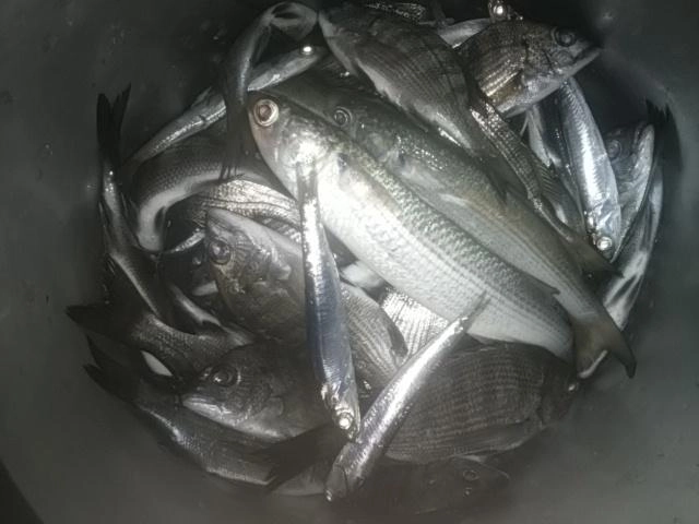 ぼら数減った