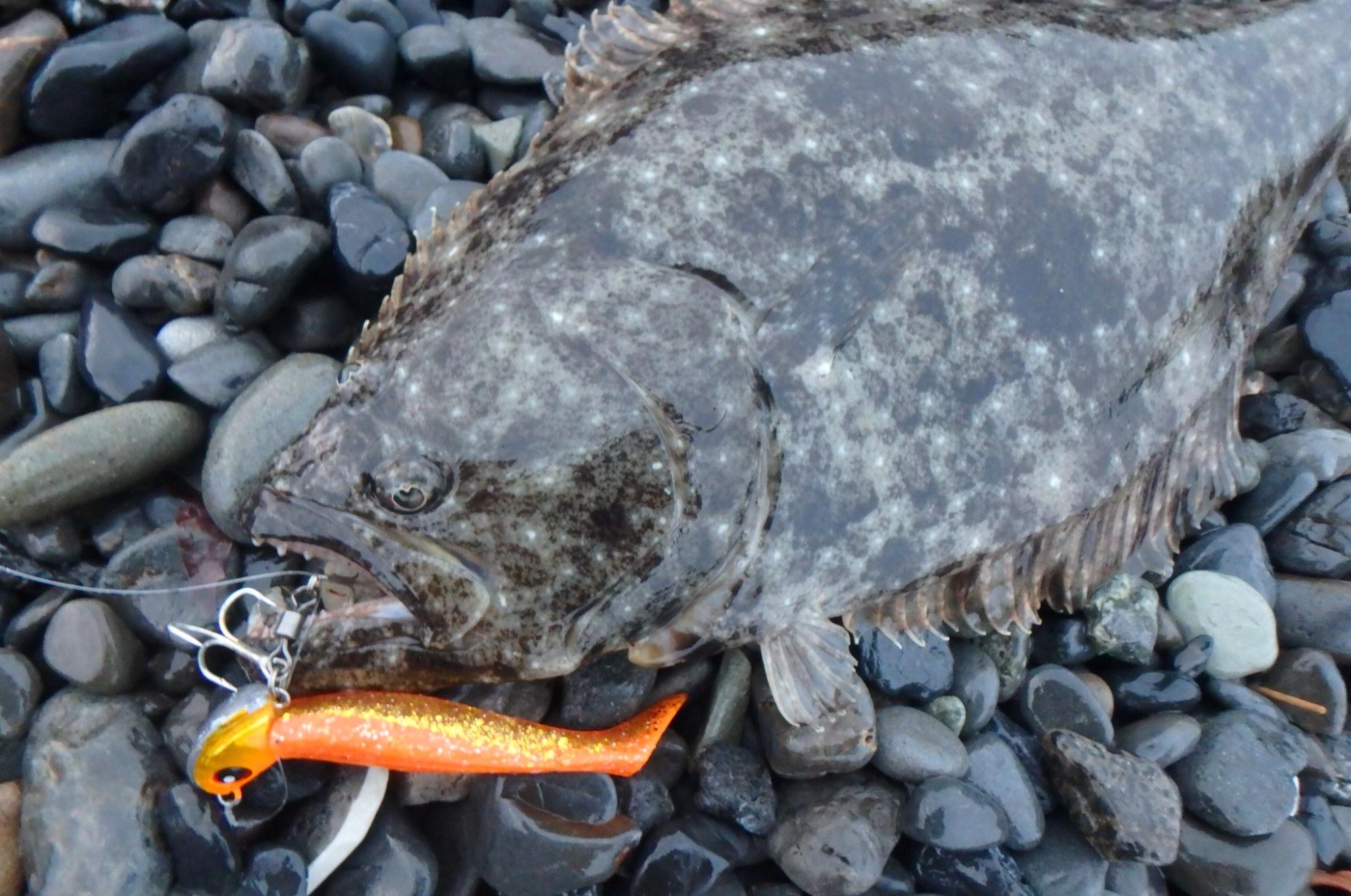 オレキンザブトンは強い❗