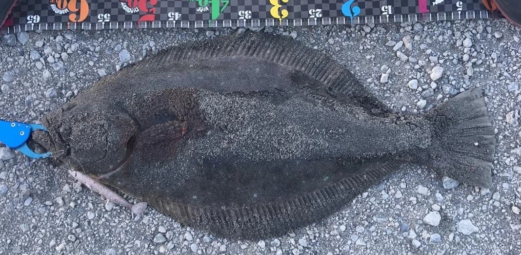 周りでもヒラメやマゴチを釣り上げている方が見られましたよ