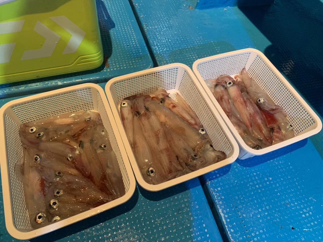 釣果はマイカが３５杯♪この日の棚は２０ｍから４０ｍに集中しました。