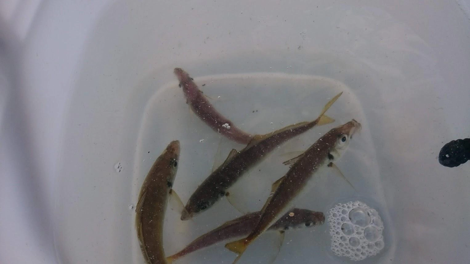 しばらく濁っていた海が澄んで太めの餌なしサビキは見切られます。日没前に暗くなり始めてようやく釣れました。ウルメイワシは１回だけ５匹掛けでなんとかテンヤの餌確保できました。