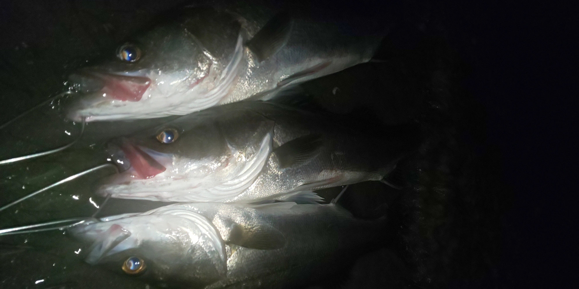 35～55ｃｍが3本の釣果。アタリもまずまず有るのでタイミング次第で数釣りも出来そうです！