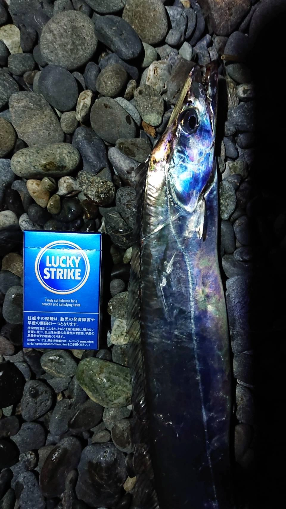 沼津サーフでタチウオ釣れました！