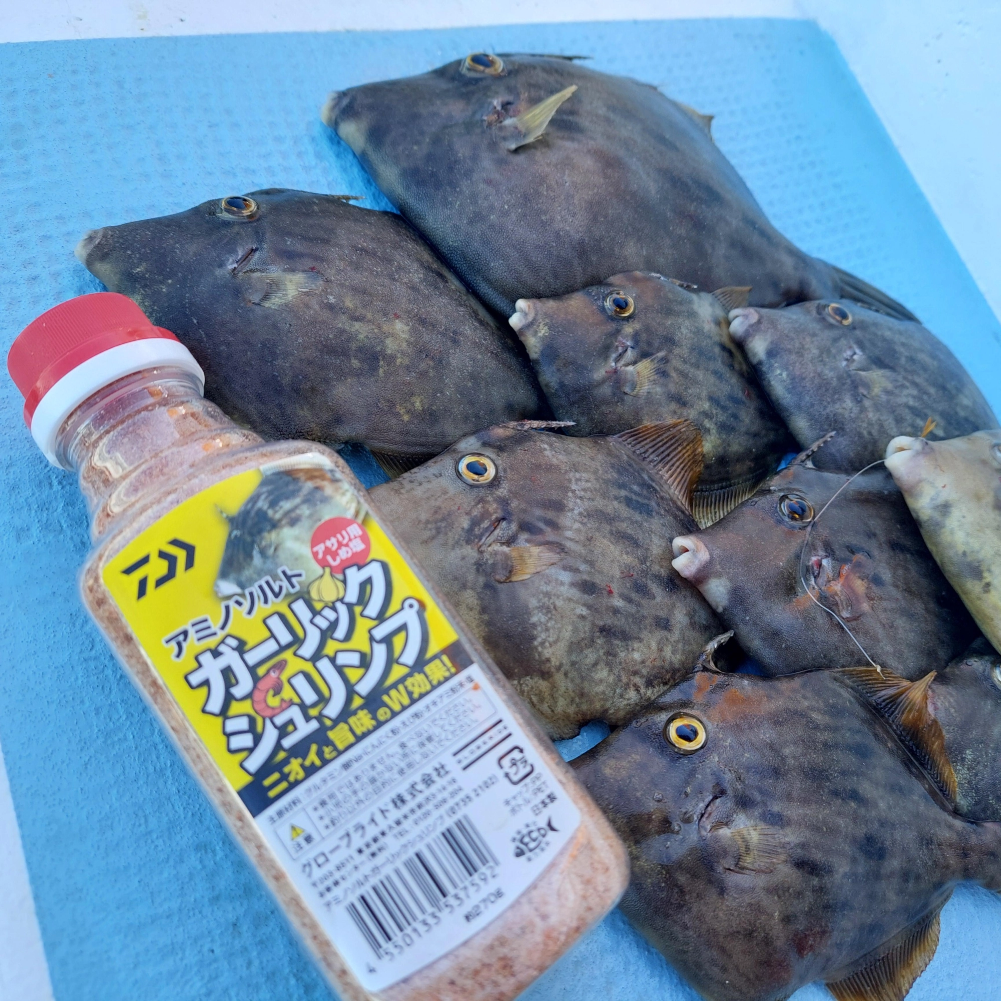 秋カワハギ開幕!!【ダイワ新製品「瞬鋭カワハギEX」使ってきまし 秋カワハギ開幕!!【ダイワ新製品「瞬鋭カワハギEX」使ってきまし