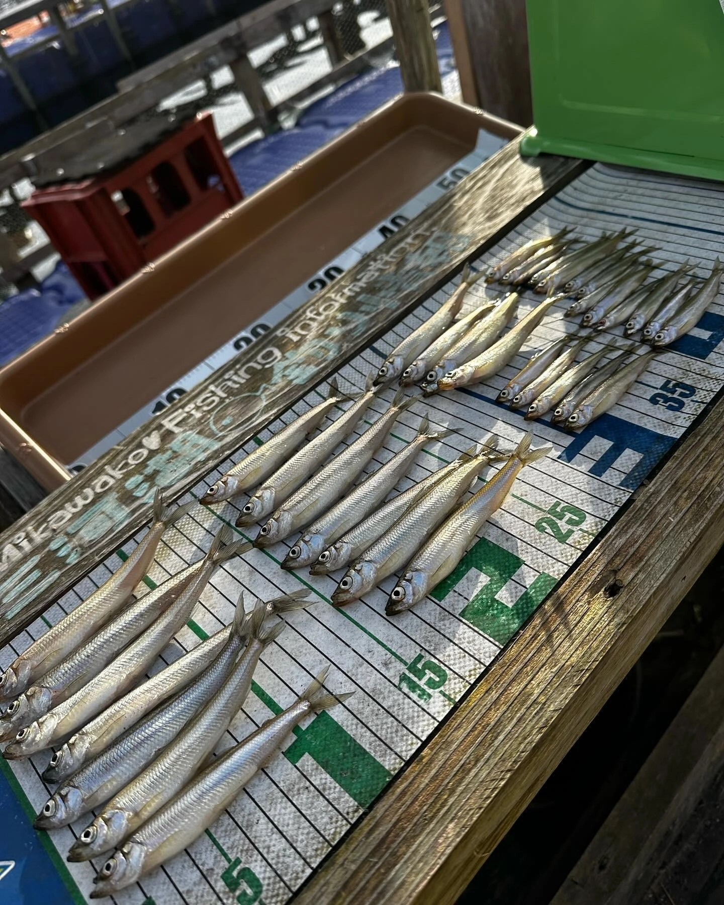 三河湖のワカサギはでかっ❗️
