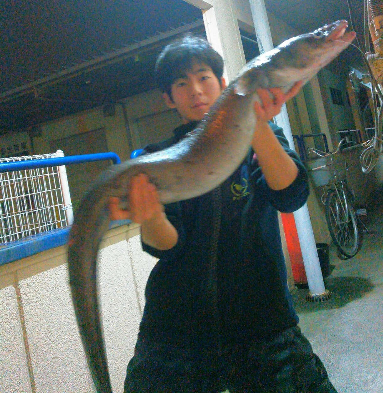 ダイナンアナゴと呼ばれるアナゴです。