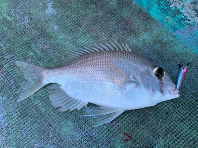 高級魚のメイチダイです。袴田も初めて見ました！お刺身が楽しみです♪