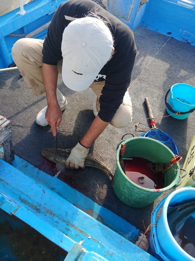 正峰丸船長は釣り中魚はいけすに、沖上がり時に魚を締めて渡してくれます