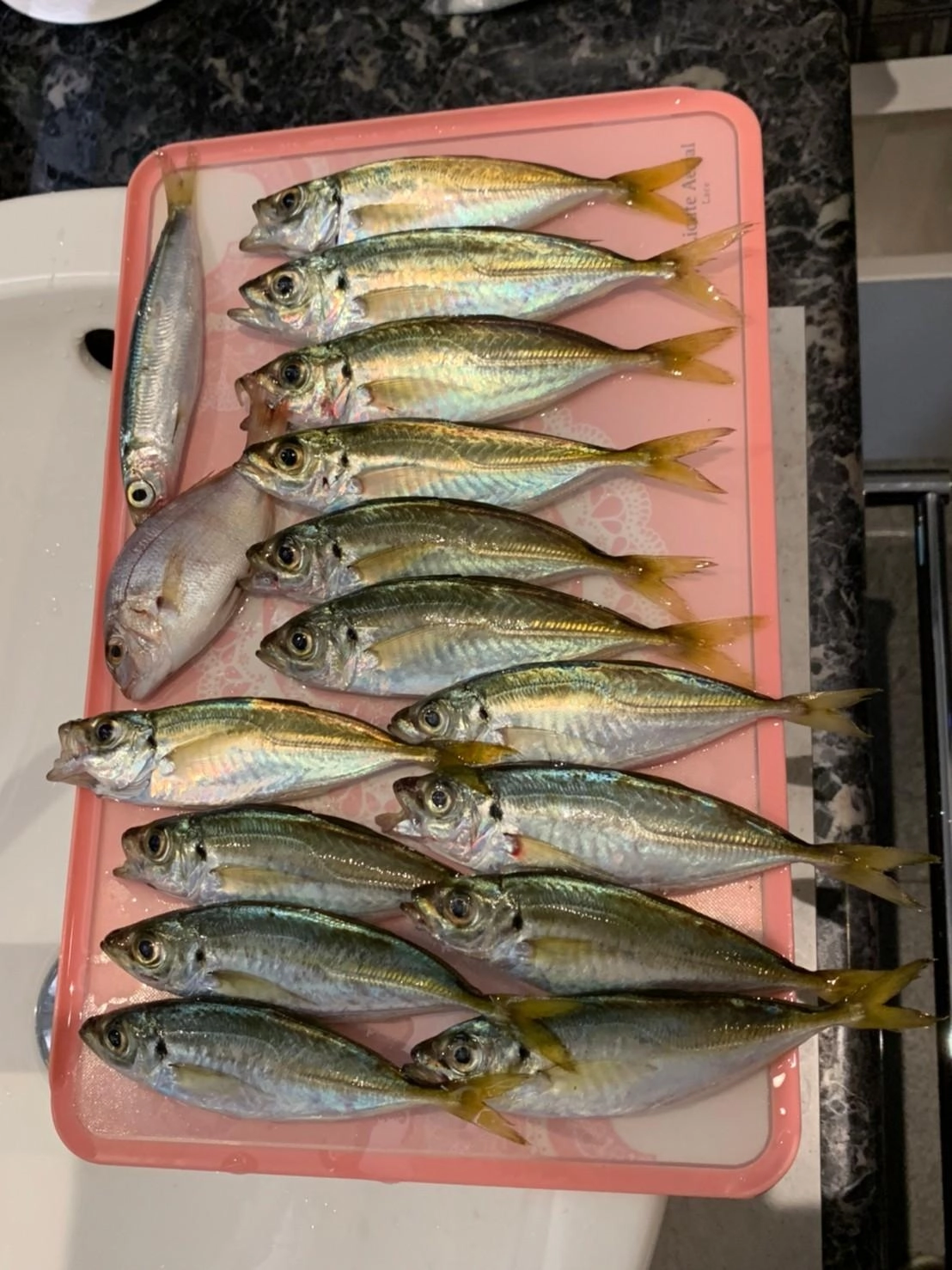 丸々として立派なアジが釣れました