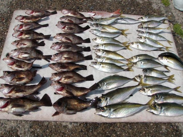 メバル、アジともに好調でした。