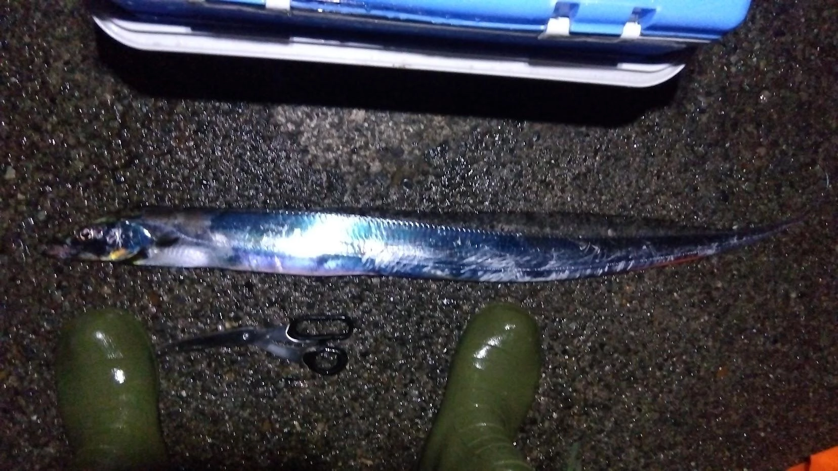 活餌が小さいせいかロデオ針泳がせは無反応
ダメ元のテンヤで２バイト１ゲットでした