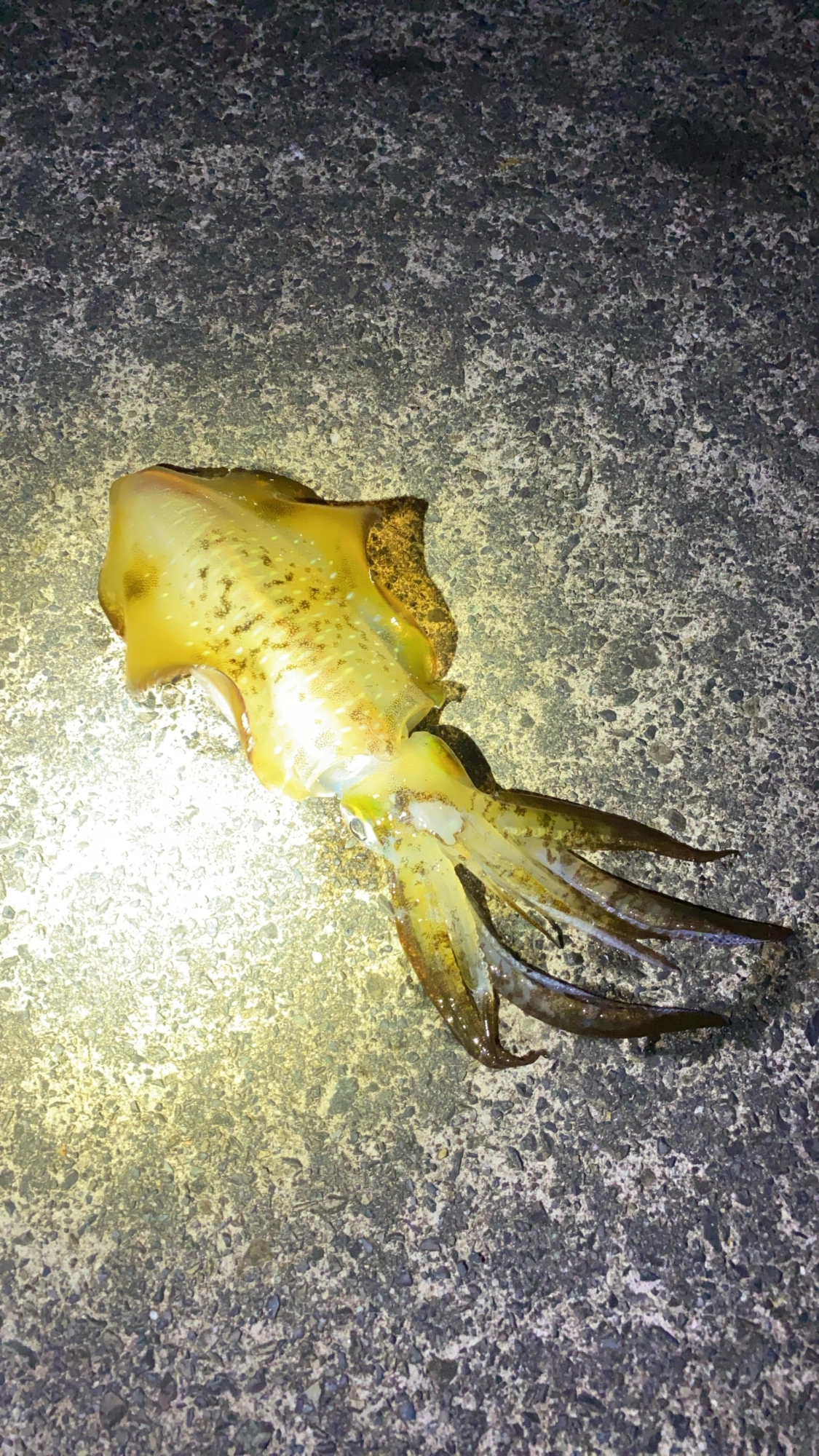 胴長21㎝