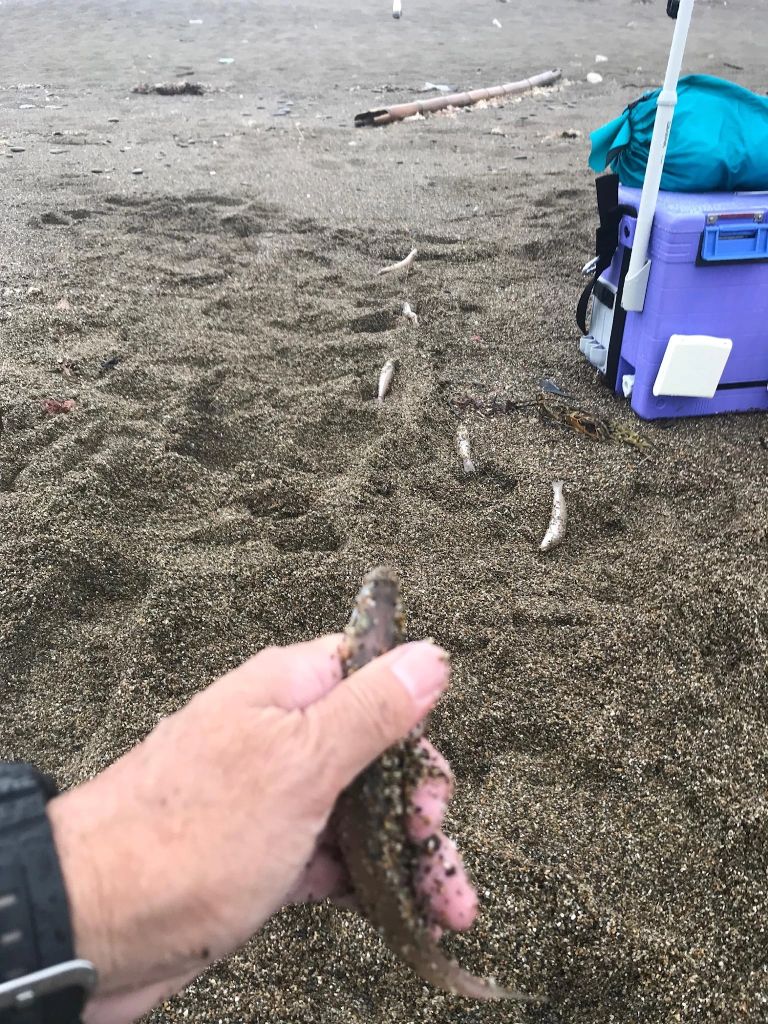 ６点掛けです
