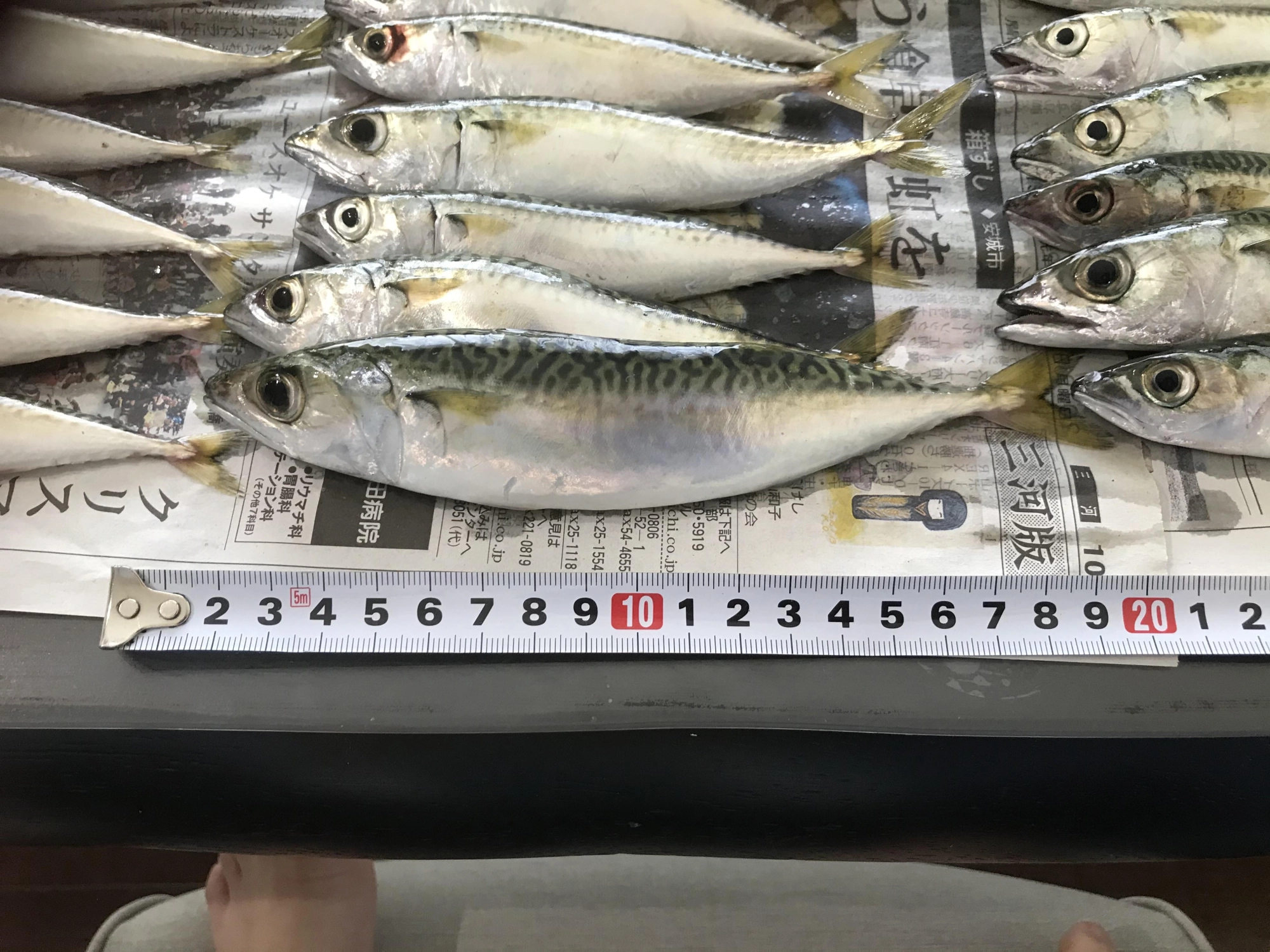 大きいものはゴカイで釣りました！3匹一緒に釣れたりもしました！
