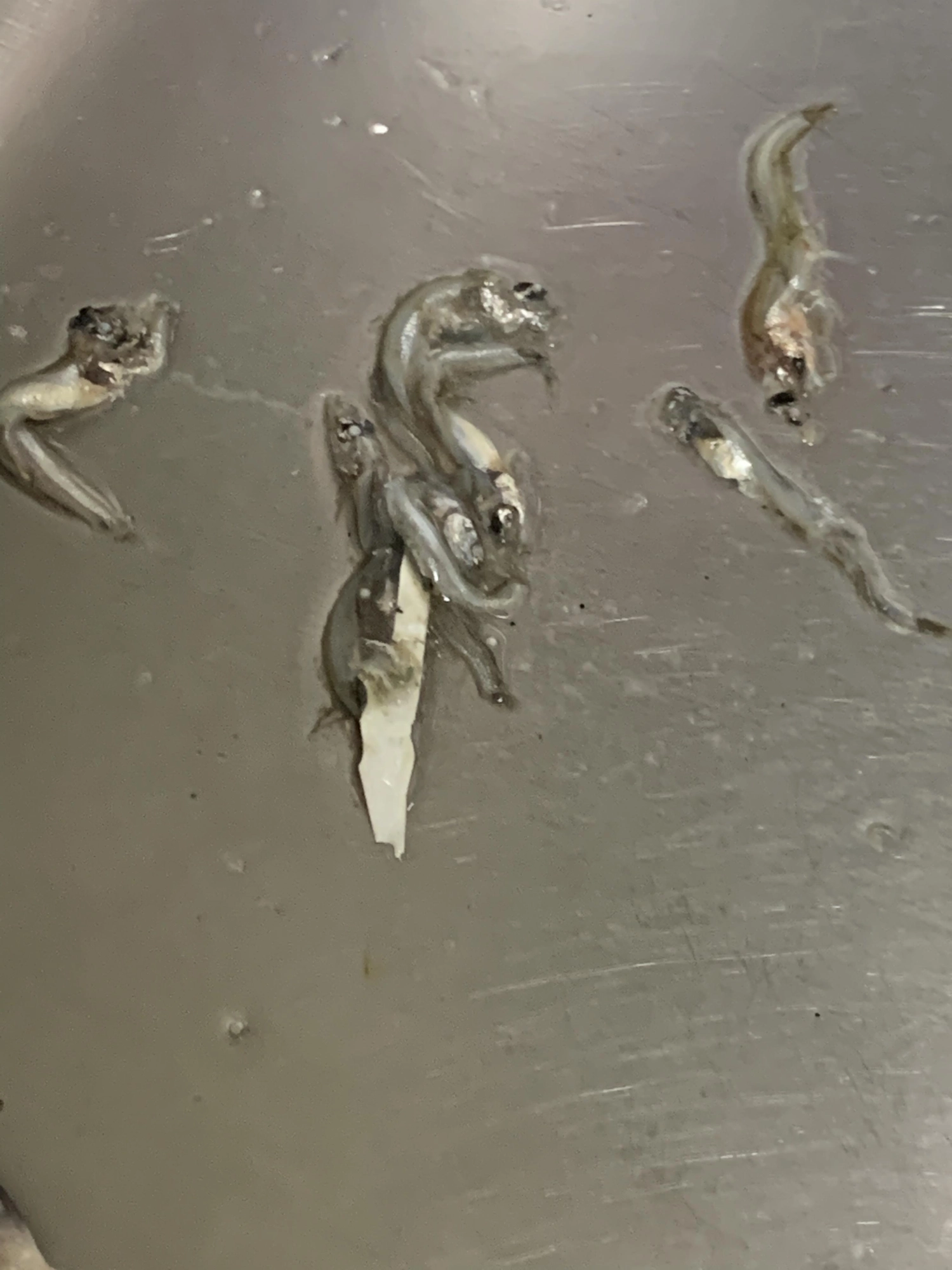 活魚が禁止なのが分かるお腹の中にたくさん入ってました