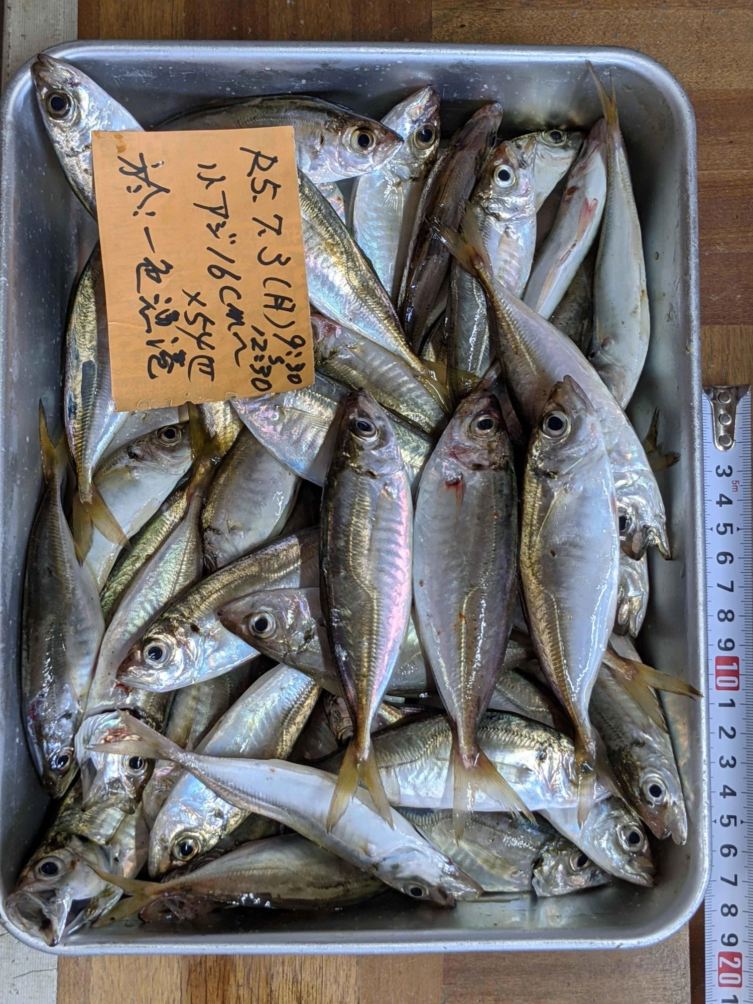 コアジと呼べるくらいになっている。
他にデカイ小鯖10匹ほど