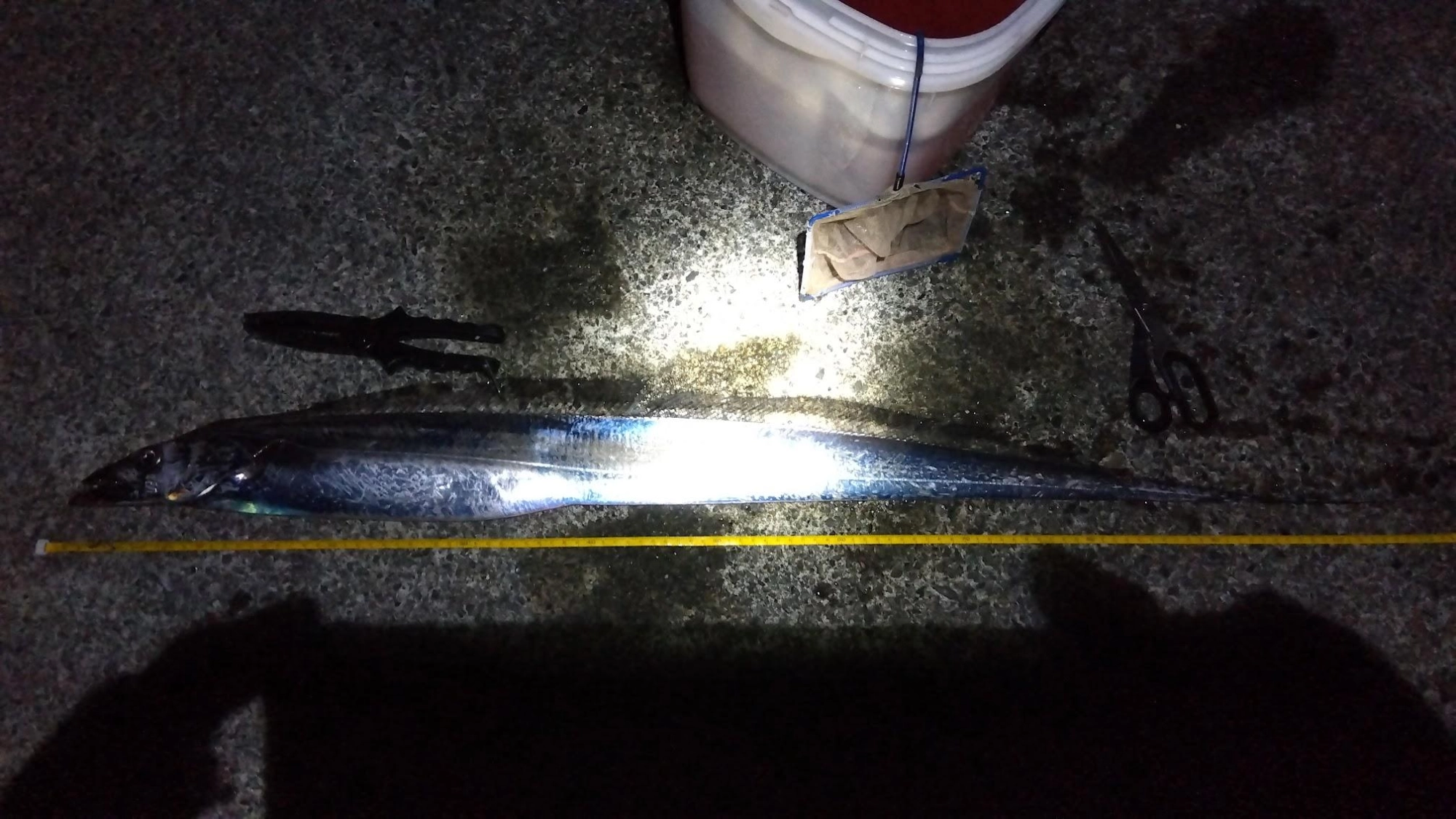 日没前にコマセ無し投げサビキでカマスと鰯にサビキ（イシグロさんの5枚セット）を３枚ダメにされてしまいました。損害でちょっといつもよりムキになって釣れるまで粘ってみました。
もう無理かとラスト３投と決めた２投目でヒット。やはり真冬のような遠投のボトムで今年のショア太刀魚はウルトラハードモードです。