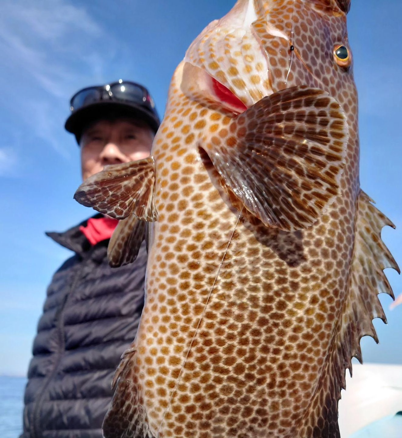 良型のオオモンハタ52cm
この日は51cmも上がりました。