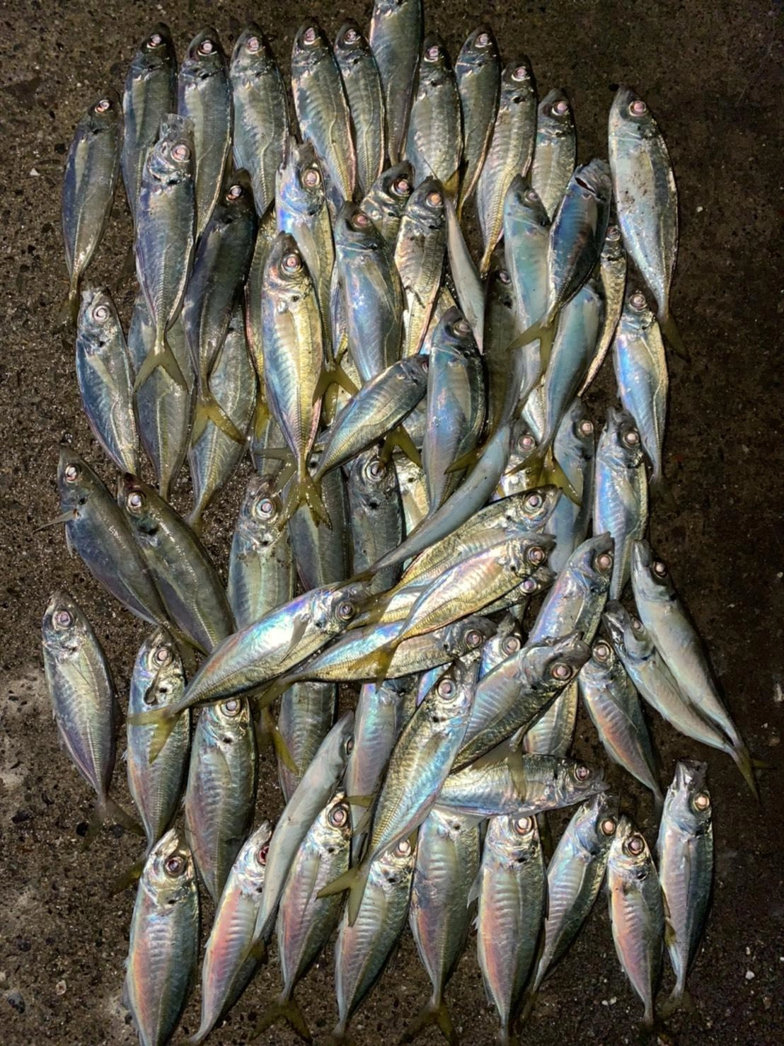 写真は一部で、トータルで１２０匹ほど釣れました（小型はリリース）