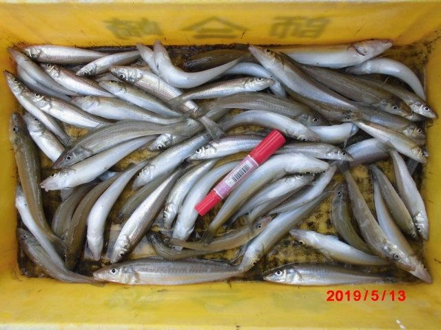 今シーズン最高釣果『超モロポチャギス』含めて⑥②本釣り上げましたッ(・∀・)