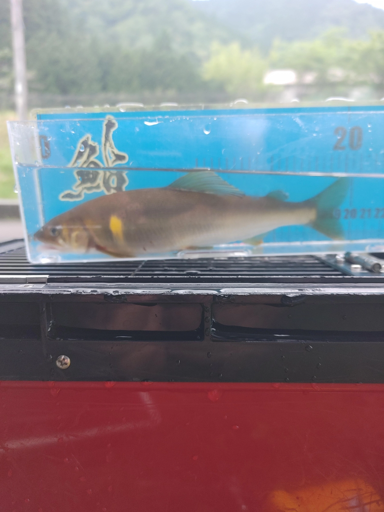 小さい瀬のへちで掛けました！