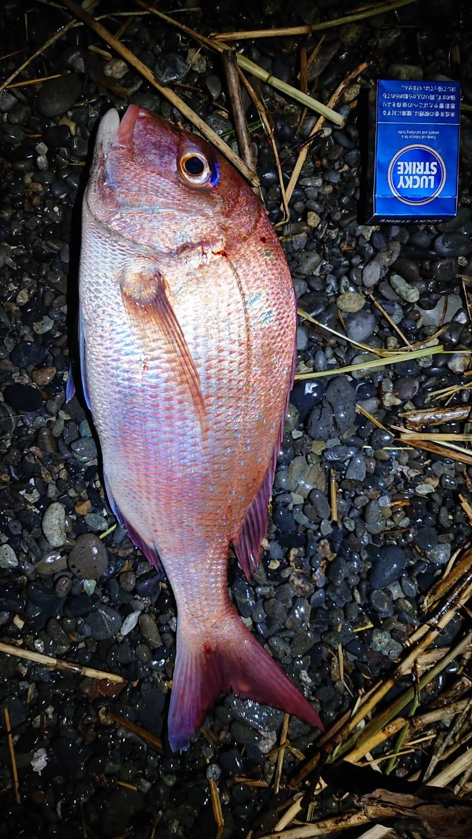 45㎝と25㎝位のマダイが釣れました！釣り方はカゴ釣りです。日没に時合いがあったようです。