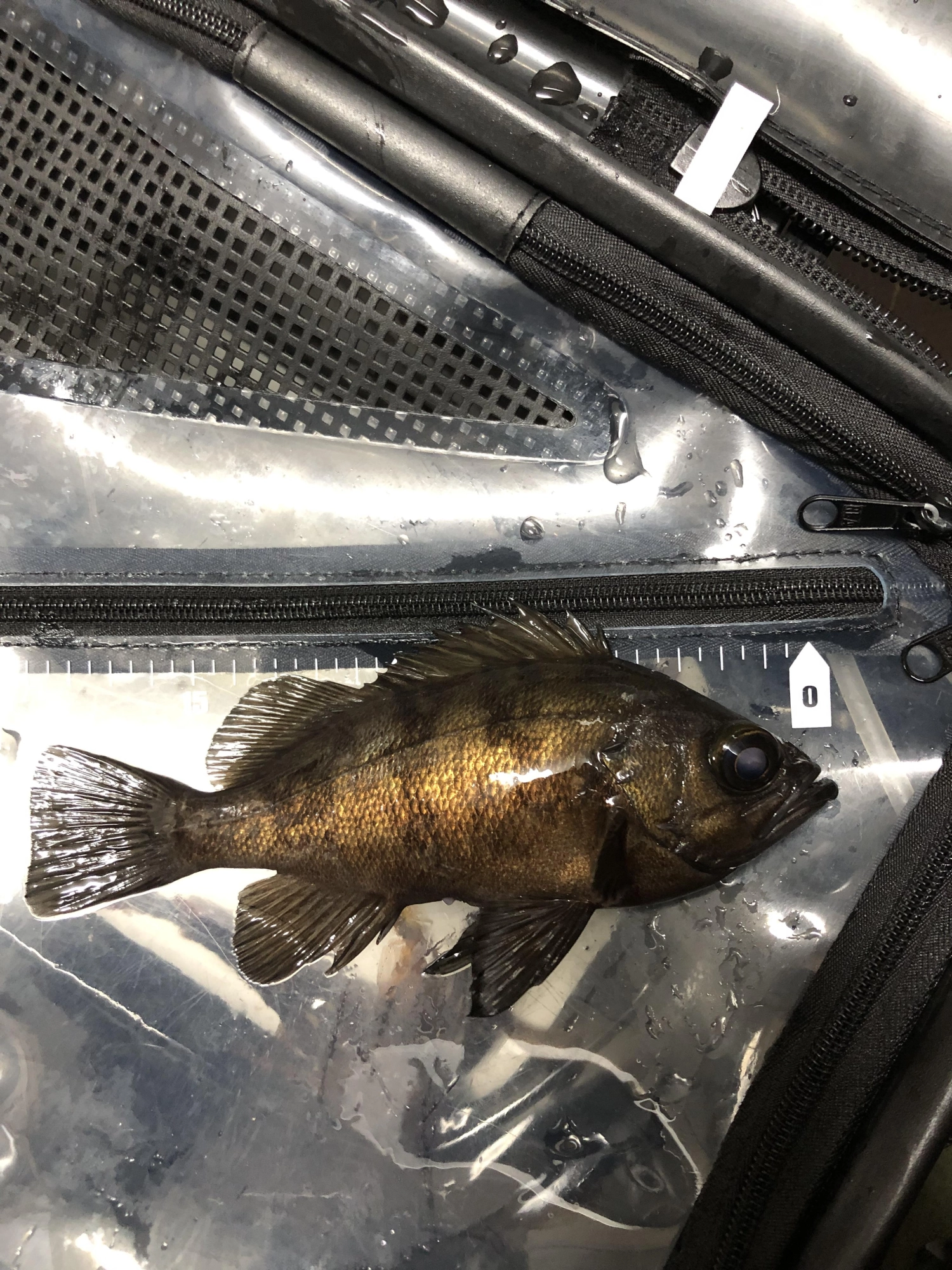 メバル 20cm