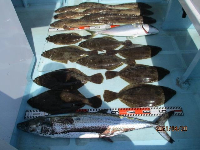 片舷だけの釣果 メタボザワラに初春ビラメにワラサにデカマゴチにッ(^-^)