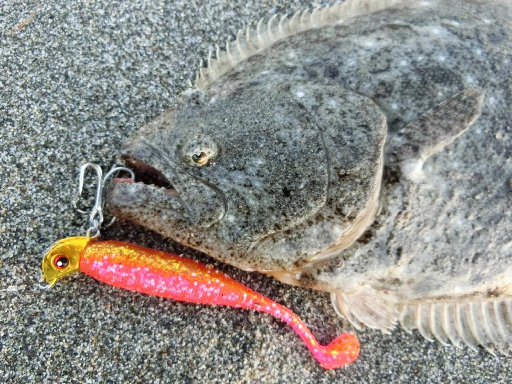 フラッグライト&45ヘッド14g使用
7回転のストップ&ゴーでの釣果でした。