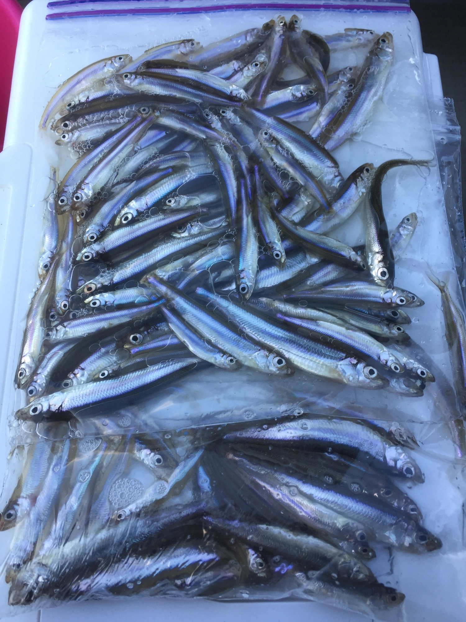 本日の釣果。