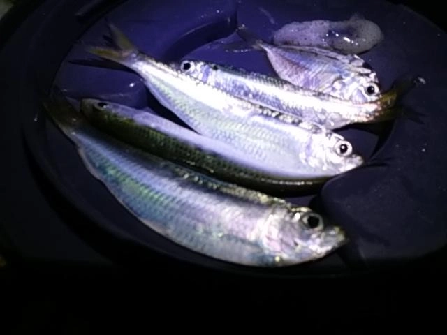 色々ゲット
