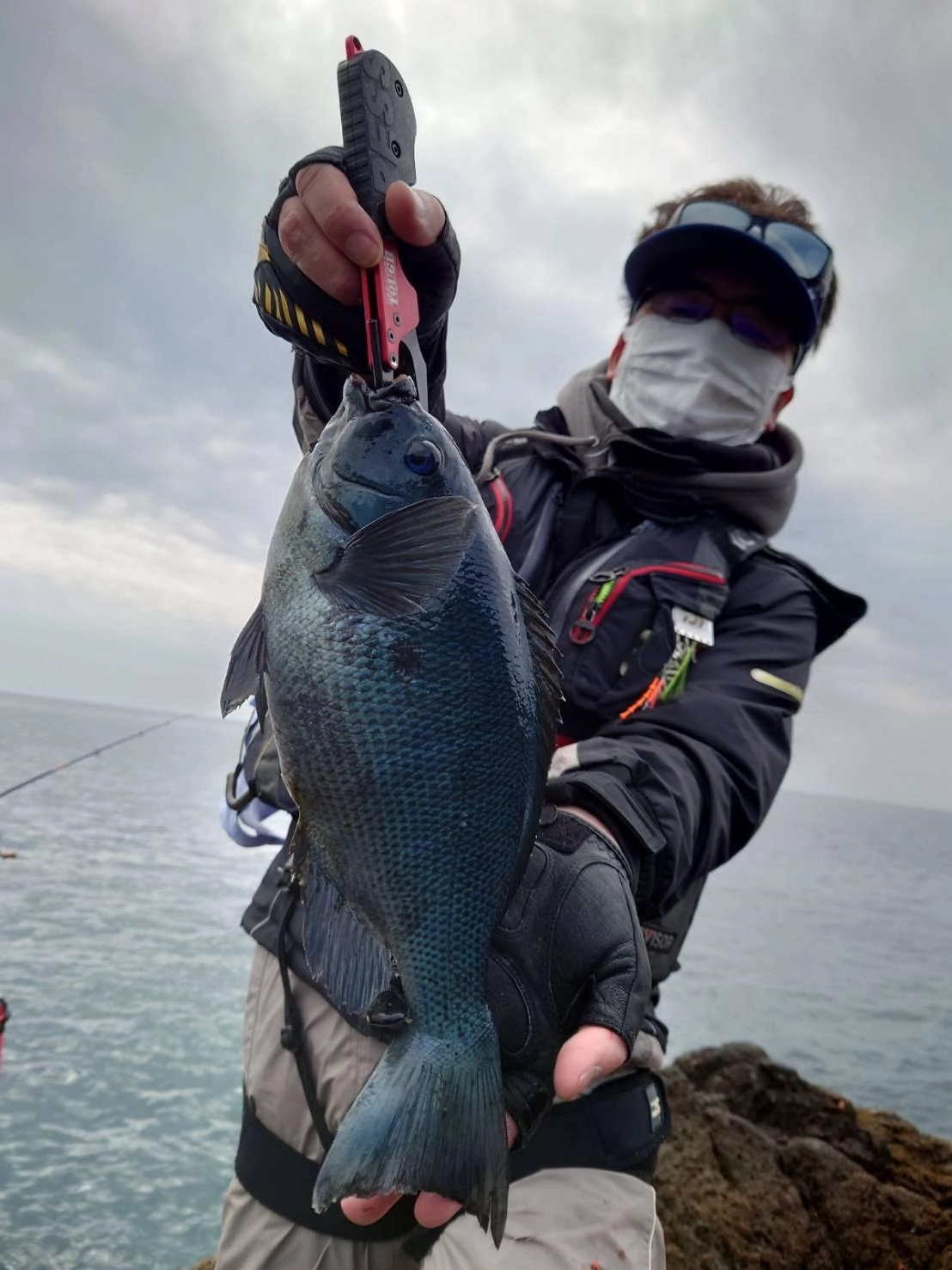 お腹パンパンのメジナが釣れています！！