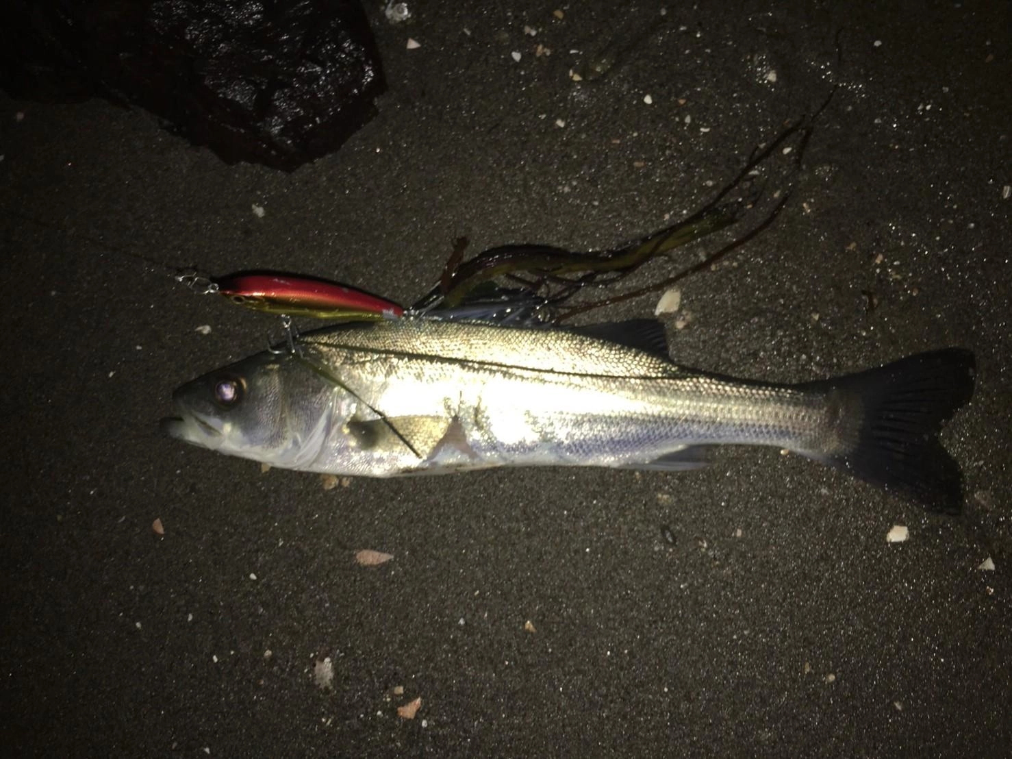 表浜名湖各所でシーバスがつれています！