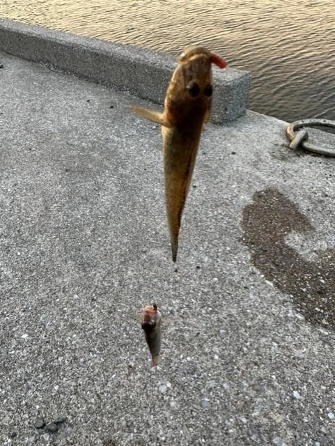 ハゼの他にはチャリコやメゴチが釣れました。