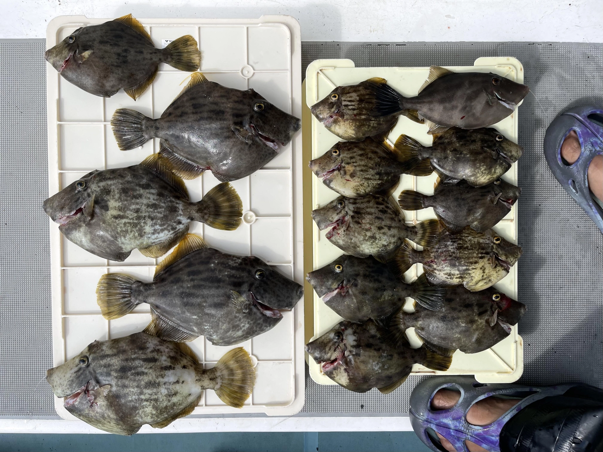 最小サイズ ❶❺㌢から最大サイズ ❷❽㌢の立派なカワハギでしたよッ(^-^)