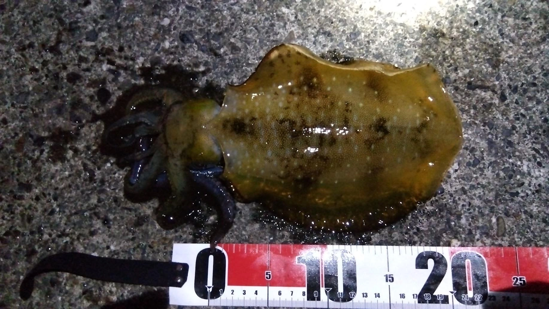 カマスが大量にいるせいか鯵が釣れず、カマスの泳がせで釣れました。