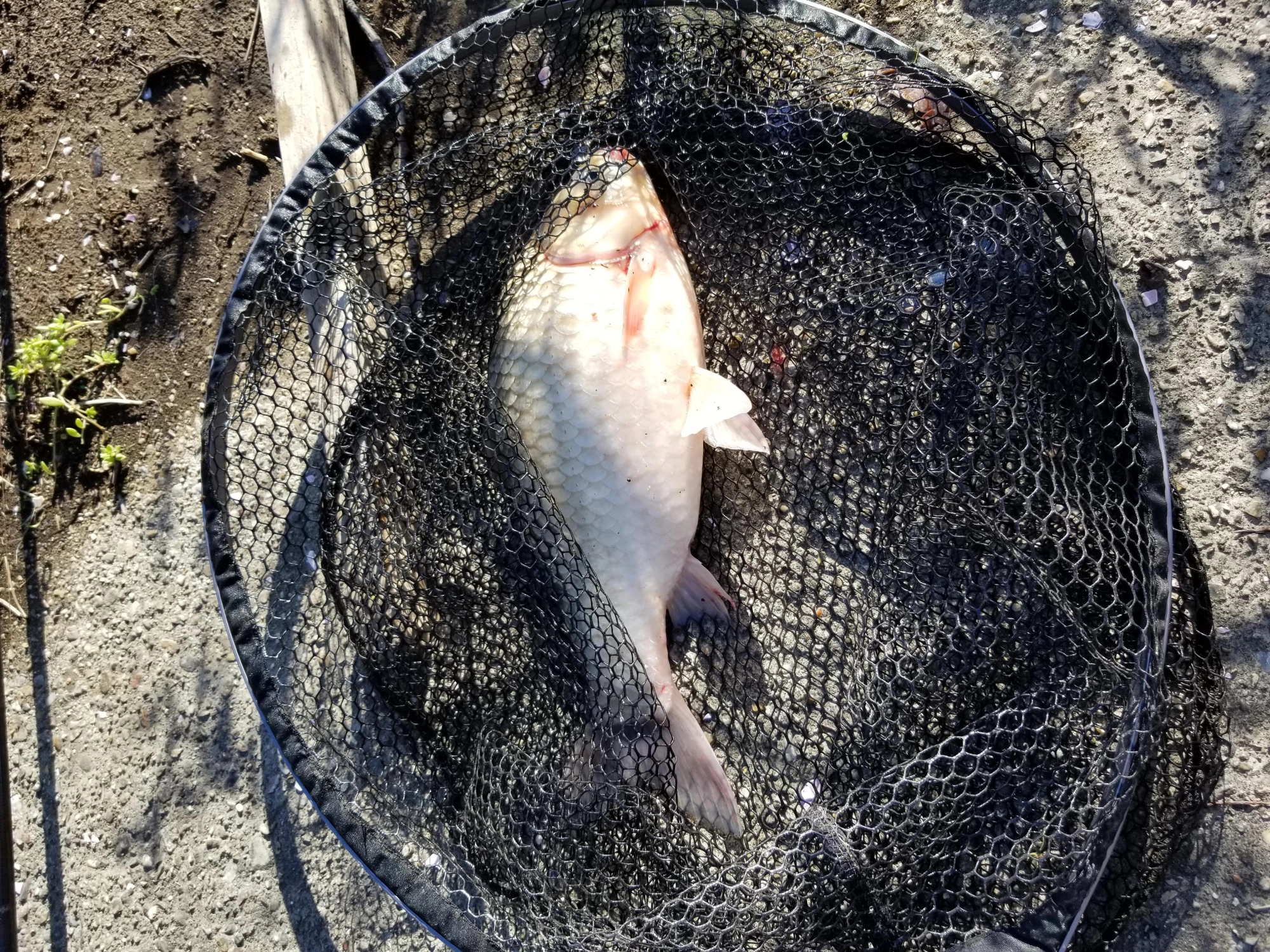 ゴールドイソメで鯉