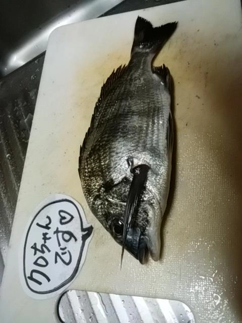 クロちゃんです
