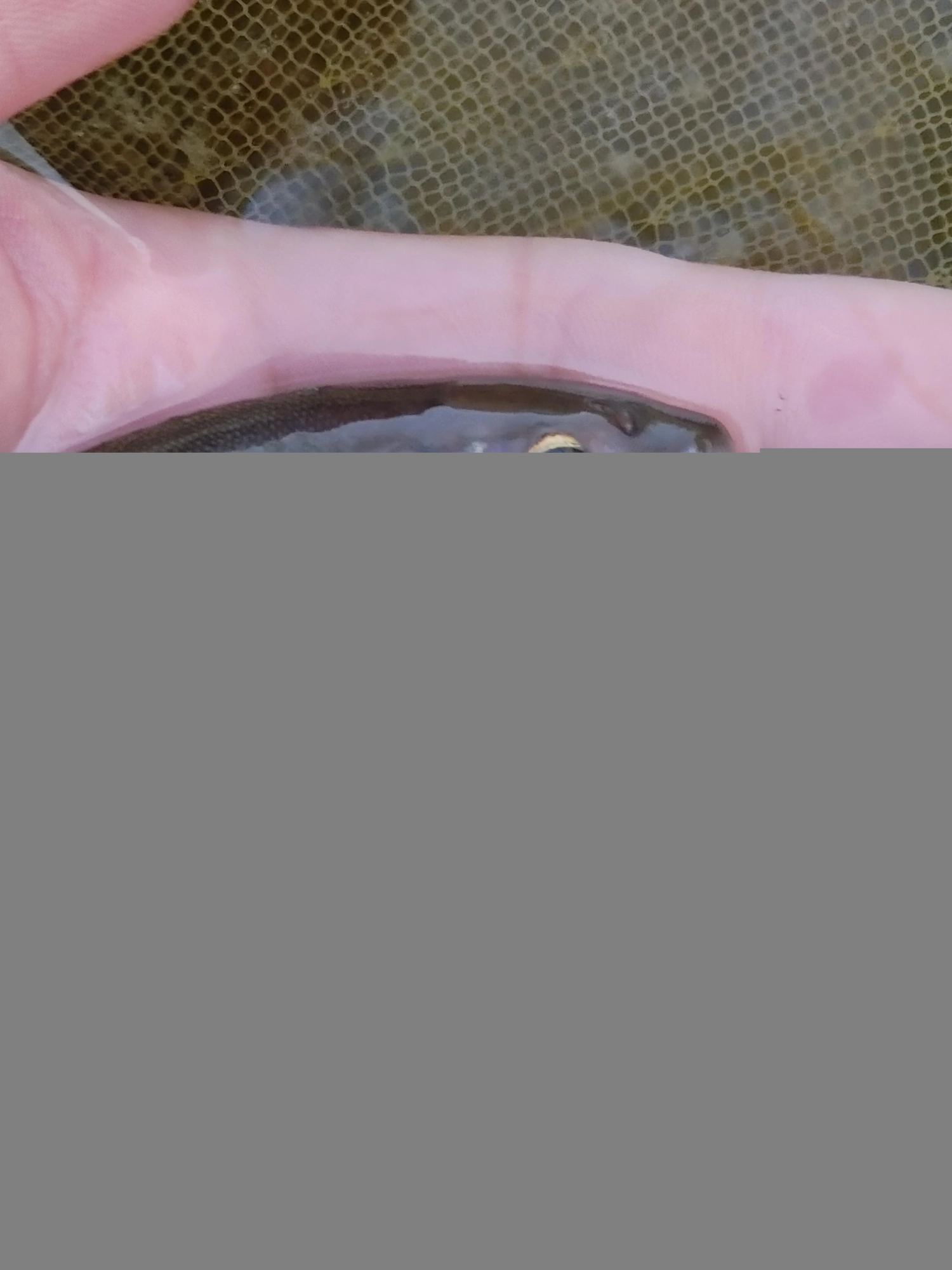 釣り荒れて掛かりがいまいちなので変則3本チラシでヒット！