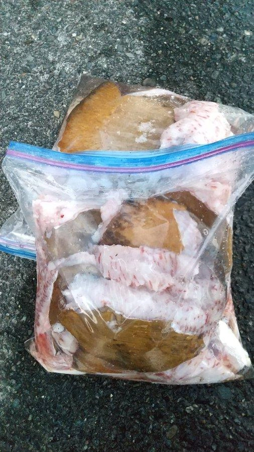 口から上のみ水面から出し、縦泳ぎの姿勢になるようギャフで保定。
血抜きをしっかりしてから引き上げて毒針除去。
尾を除く体長60cm。体感として10kgオーバー。
岸壁を貸していただいて解体。
ハラモとヒレ。