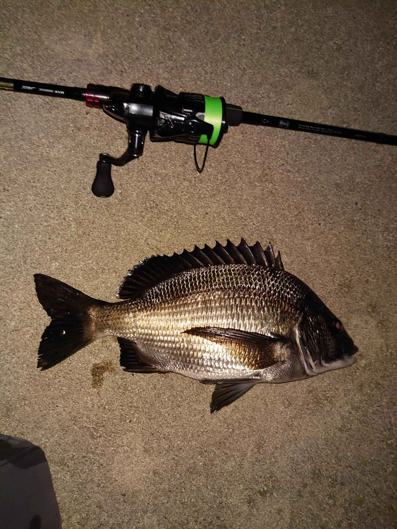 カニの餌
夜釣り