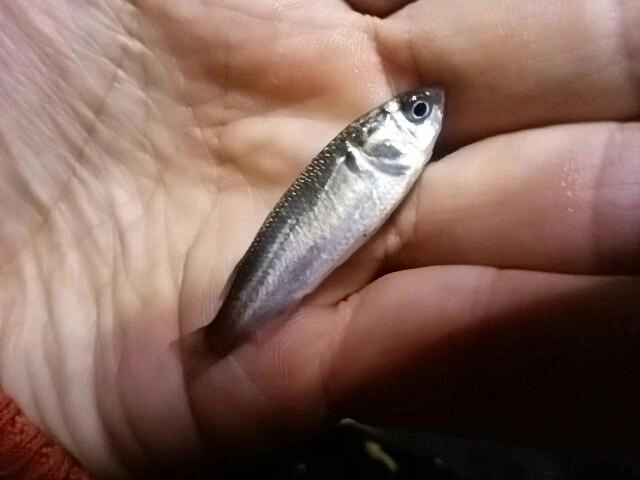 小魚じゃ