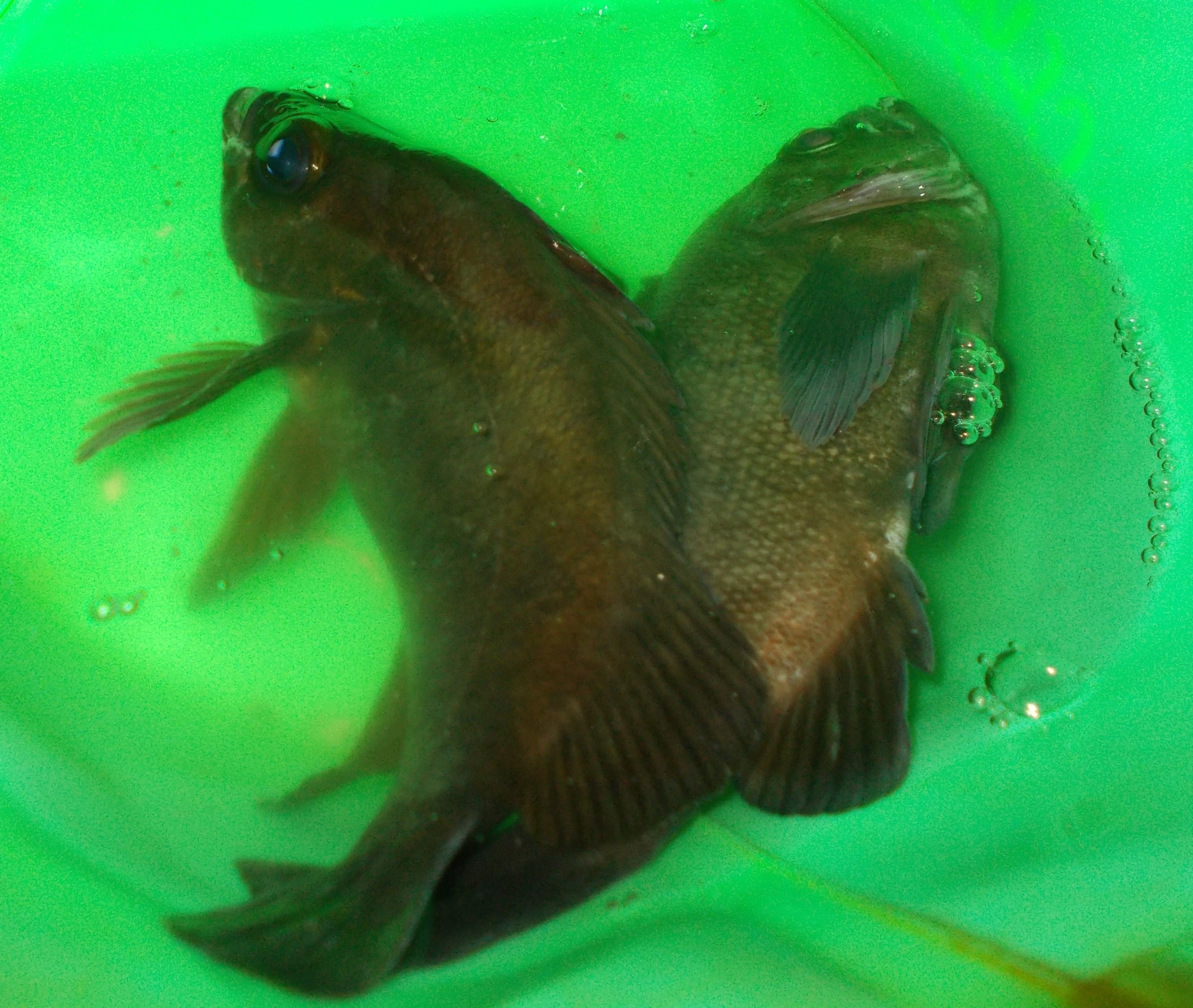 釣れたのをすぐ逃がすと釣り場が荒れてしまいます。いったんバケツに入れておくと同じ場所でアタリが続きます。