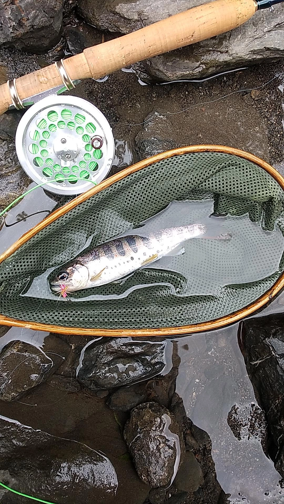 開始1時間で釣れたアマゴ！
ドルフィンライズした！