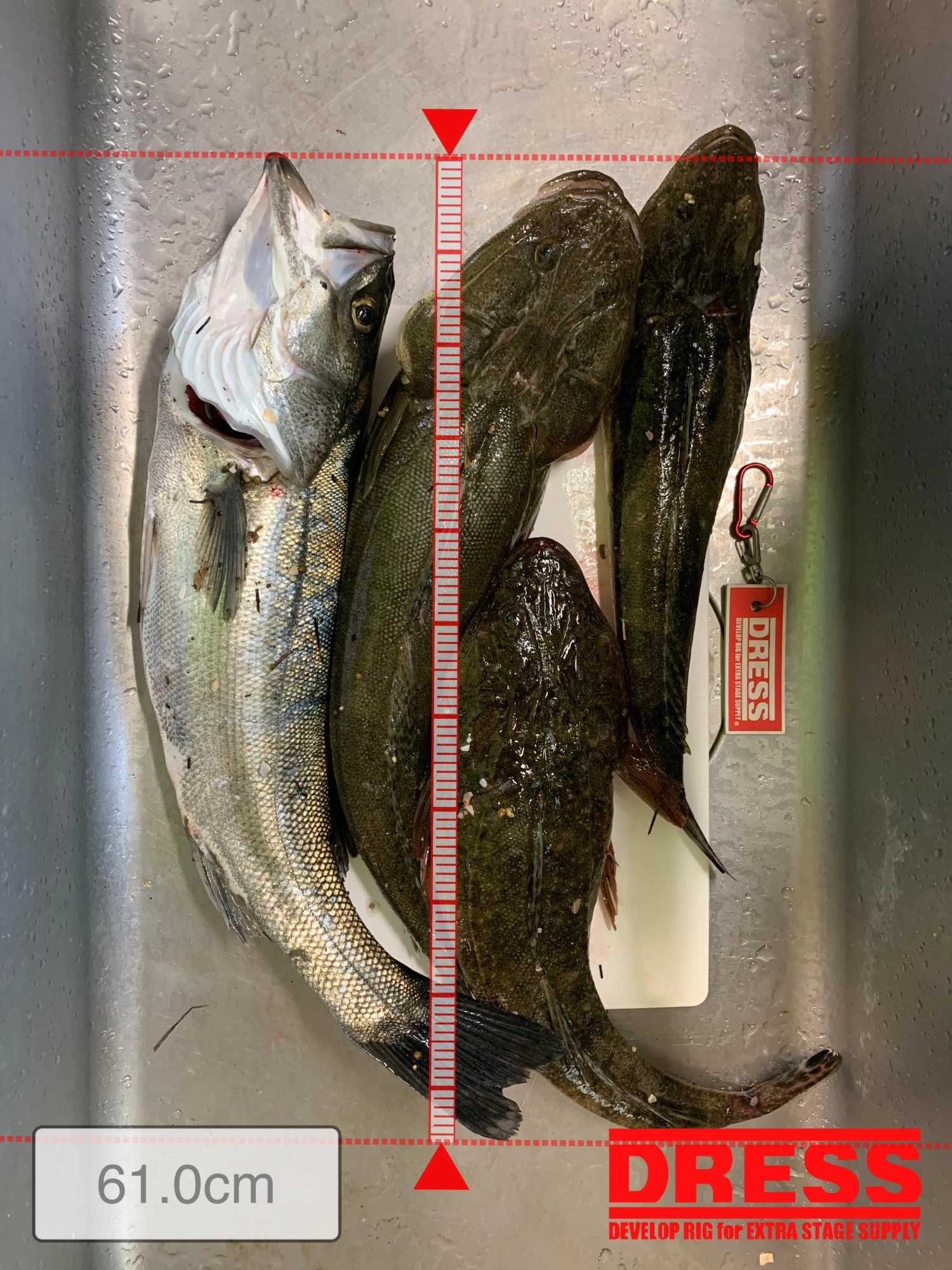 良型揃い大満足